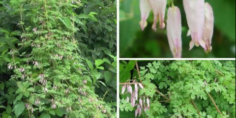 Едногодишни къдрави цветя за градината - характеристики на избор и отглеждане